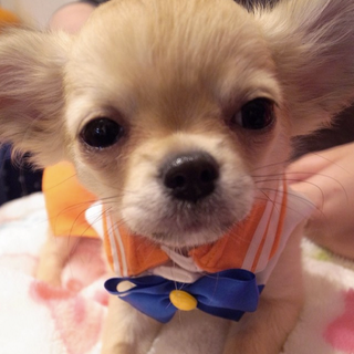 Illustration for article titled Small Dogs Cosplaying as Sailor Moon Characters